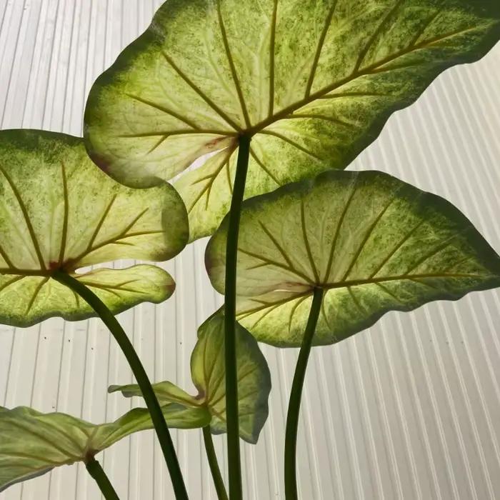 Grandes Feuilles d'Annie avec Racines, Plantes Artificielles Vertes, Paysage de Maison, Décor de Jardin, Simulation, Décor de Table de ixde Mariage