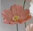 Têtes de fleurs de coquelicot en papier pour décorations de mariage, arrière-plan de chemin de maria