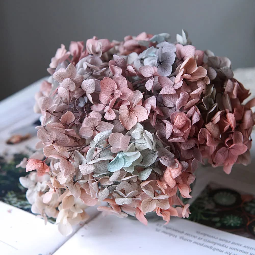 Hortensia conservé de couleur dégradée, décoration de maison, décoration de mariage, petite feuille 